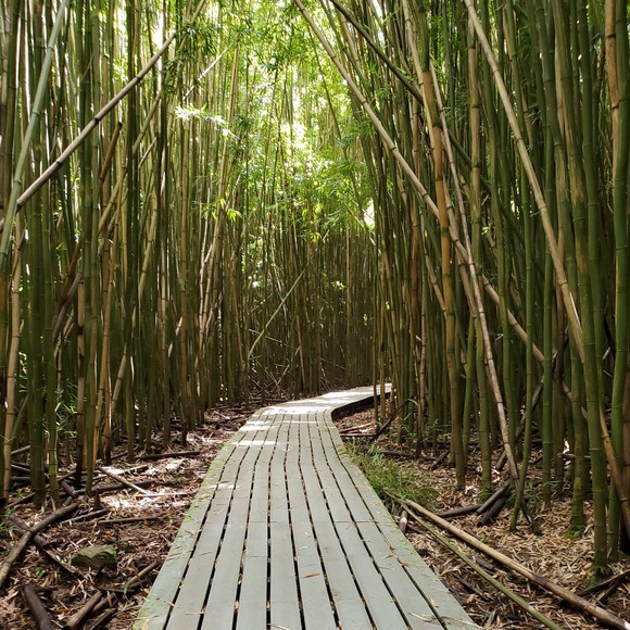 Meet your Posher, Eva - Picture 1 of 1